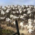 Hádanka pre tých, ktorí majú dobrý zrak: musíte nájsť psa