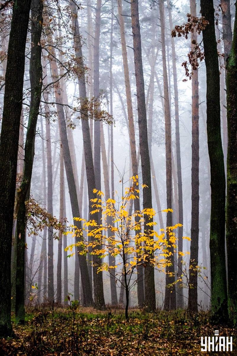 Iba 2 % ľudí dokážu nájsť veveričku v lese za 12 sekúnd: úžasný optický klam