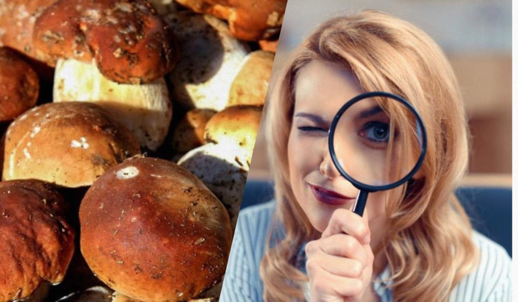 Len ľudia so supersilným IQ uvidia kameň medzi hubami za 15 sekúnd: dychberúci optický klam